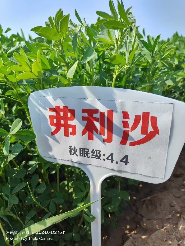 弗利莎