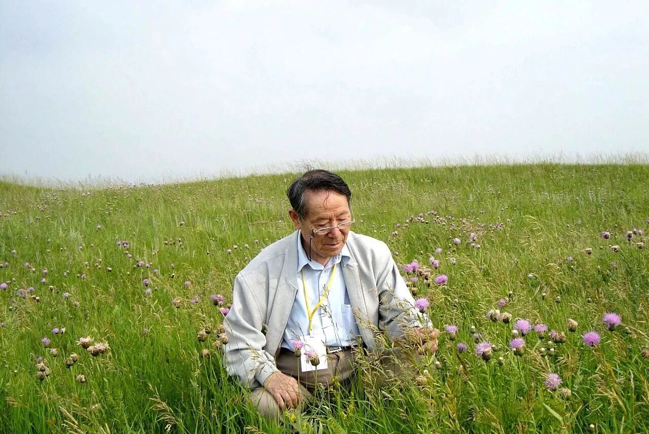 藏在草原里的“生态宝藏”：无芒雀麦，不止是牧草那么单一